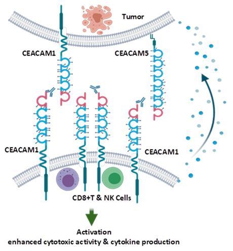 A diagram of a cell membrane  Description automatically generated