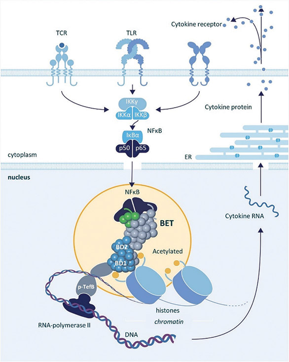 [MISSING IMAGE: ph_betproteins-4clr.jpg]