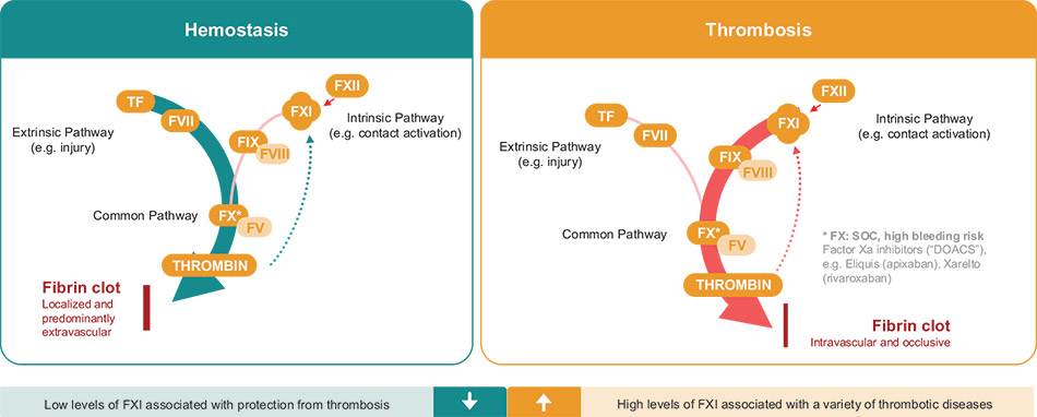 [MISSING IMAGE: ph_fxibiology-4c.jpg]